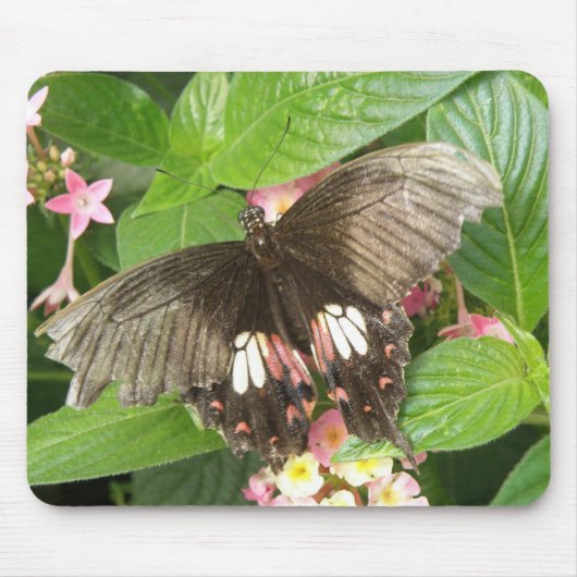 Scarlet Swallowtail Butterfly Macro Mousepad Muismat (Voorkant)