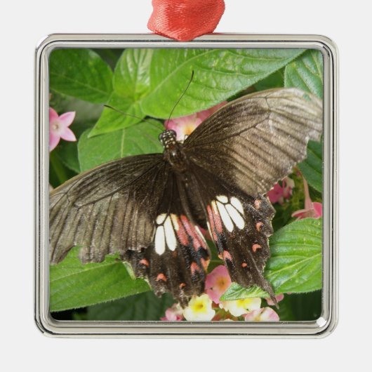 Scarlet Swallowtail Butterfly Macro Ornament (Voorkant)