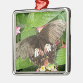 Scarlet Swallowtail Butterfly Macro Ornament (Links)
