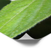 Scarlet Swallowtail Butterfly Macro Print (Hoek)