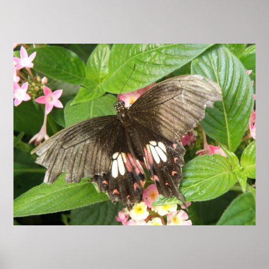 Scarlet Swallowtail Butterfly Macro Print (Voorkant)