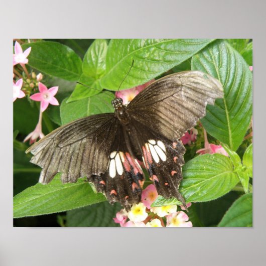 Scarlet Swallowtail Butterfly Macro Print (Voorkant)