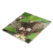 Scarlet Swallowtail Butterfly Macro Tile Tegeltje (Zijkant)