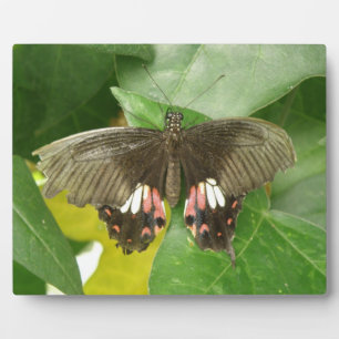 Scarlet Swallowtail Butterfly Plaque Fotoplaat