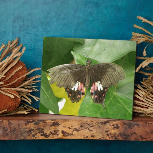Scarlet Swallowtail Butterfly Plaque Fotoplaat (Zijkant)