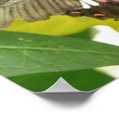 Scarlet Swallowtail Butterfly Print (Hoek)