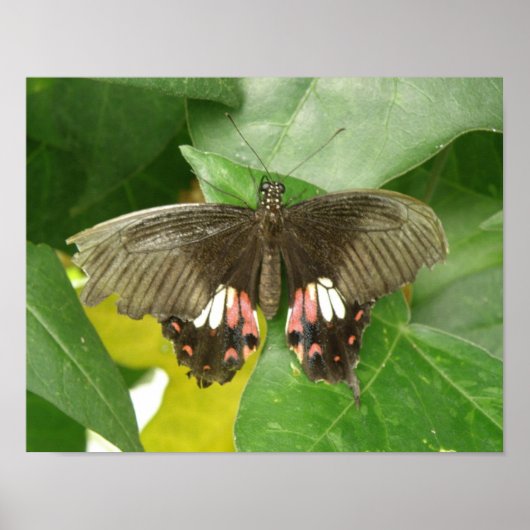 Scarlet Swallowtail Butterfly Print (Voorkant)