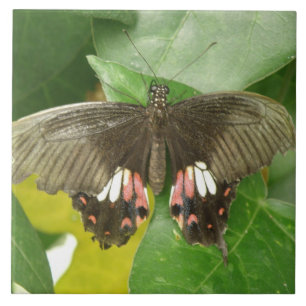 Scarlet Swallowtail Butterfly Tile Tegeltje