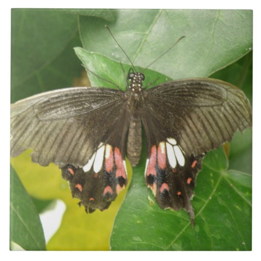 Scarlet Swallowtail Butterfly Tile Tegeltje (Voorkant)