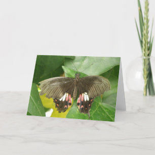 Scarlet Swallowtail Butterfly Wenskaart Kaart