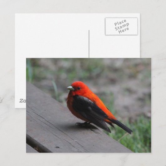 Scarlet Tanager Bird Briefkaart (Voorkant / Achterkant)