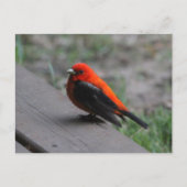 Scarlet Tanager Bird Briefkaart (Voorkant)