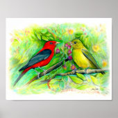 Scarlet Tanager Birds Waterverf Art Print (Voorkant)
