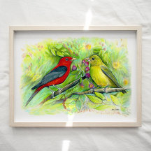 Scarlet Tanager Birds Waterverf Art Print