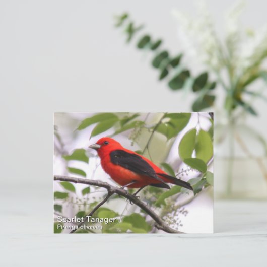 Scarlet Tanager Briefkaart (Staand voorkant)