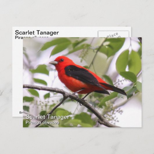 Scarlet Tanager Briefkaart (Voorkant / Achterkant)