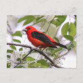 Scarlet Tanager Briefkaart (Voorkant)
