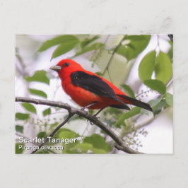 Scarlet Tanager Briefkaart