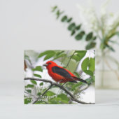 Scarlet Tanager Briefkaart (Staand voorkant)