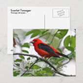Scarlet Tanager Briefkaart (Voorkant / Achterkant)
