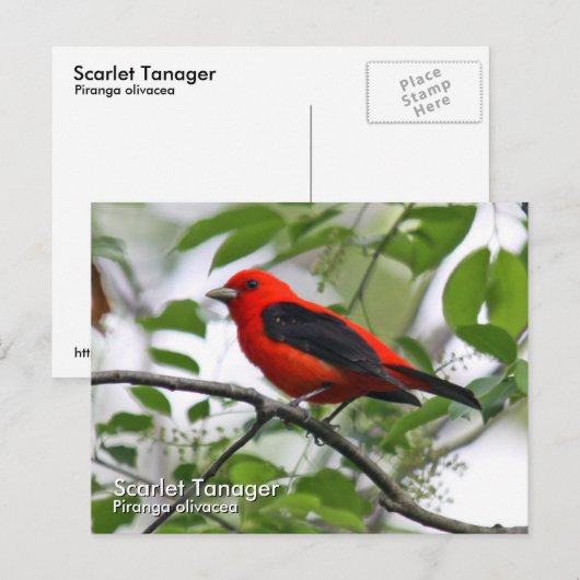 Scarlet Tanager Briefkaart (Voorkant / Achterkant)