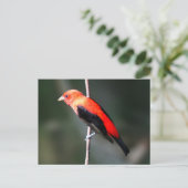 Scarlet Tanager Briefkaart (Staand voorkant)