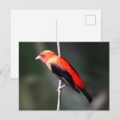 Scarlet Tanager Briefkaart (Voorkant / Achterkant)