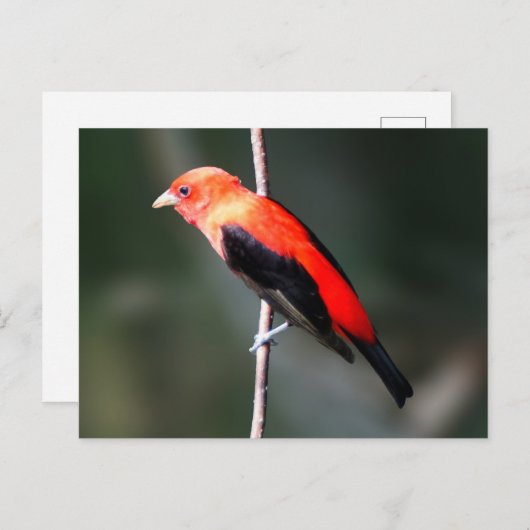 Scarlet Tanager Briefkaart (Voorkant / Achterkant)