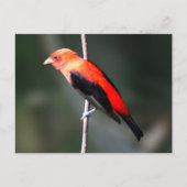 Scarlet Tanager Briefkaart (Voorkant)
