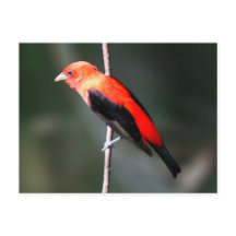 Scarlet Tanager Briefkaart