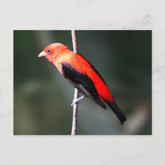 Scarlet Tanager Briefkaart (Voorkant)