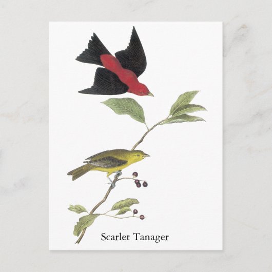 Scarlet Tanager - John James Audubon Briefkaart (Voorkant)