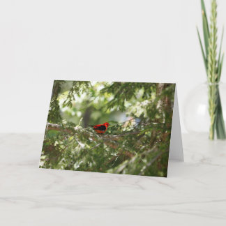 Scarlet Tanager Kaart