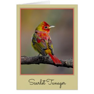 Scarlet Tanager Molting - Originele foto