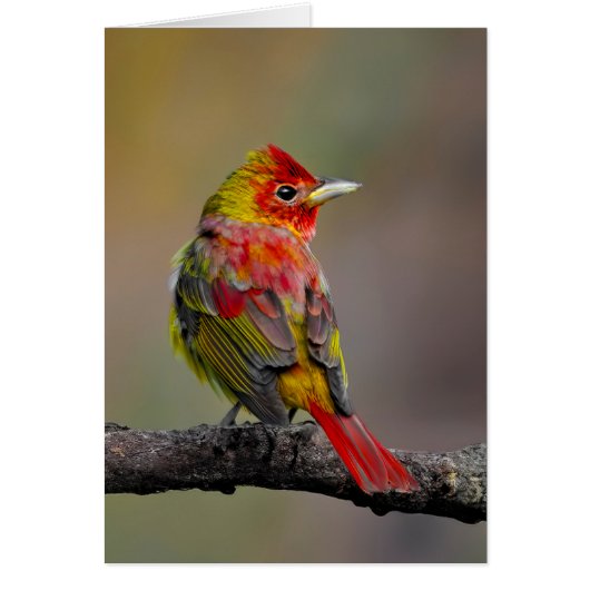 Scarlet Tanager Molting - Originele foto (Voorkant)