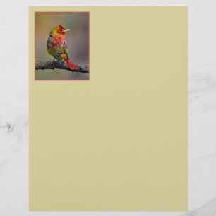 Scarlet Tanager Molting - Originele foto