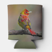 Scarlet Tanager Molting - Originele foto Blikjeskoeler (Achterkant)