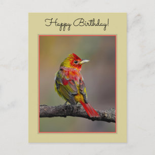 Scarlet Tanager Molting - Originele foto Briefkaart