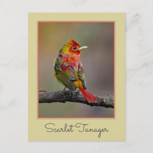 Scarlet Tanager Molting - Originele foto Briefkaart