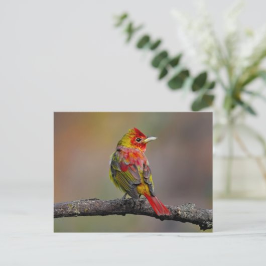 Scarlet Tanager Molting - Originele foto Briefkaart (Staand voorkant)