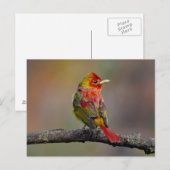 Scarlet Tanager Molting - Originele foto Briefkaart (Voorkant / Achterkant)