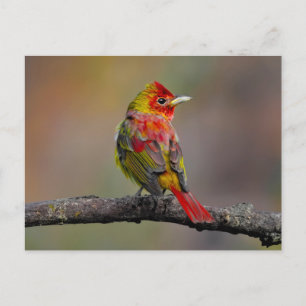 Scarlet Tanager Molting - Originele foto Briefkaart