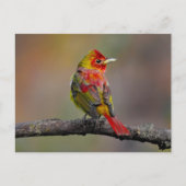 Scarlet Tanager Molting - Originele foto Briefkaart (Voorkant)