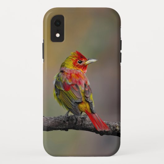 Scarlet Tanager Molting - Originele foto Case-Mate iPhone Case (Achterkant)