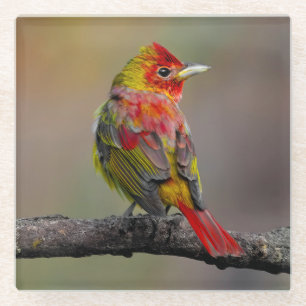 Scarlet Tanager Molting - Originele foto Glazen Onderzetter