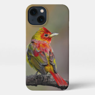 Scarlet Tanager Molting - Originele foto iPhone 13 Hoesje