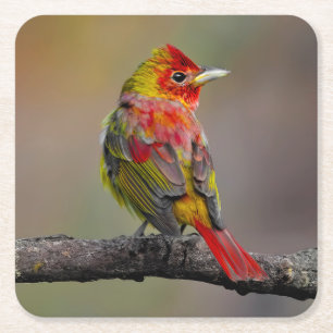 Scarlet Tanager Molting - Originele foto Kartonnen Onderzetters