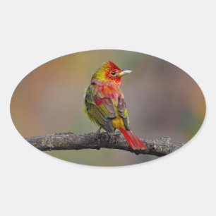 Scarlet Tanager Molting - Originele foto Ovale Sticker