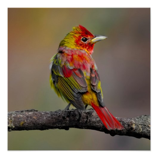 Scarlet Tanager Molting - Originele foto Perfect Poster (Voorkant)