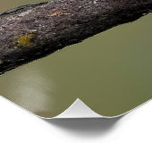 Scarlet Tanager Molting - Originele foto Perfect Poster (Hoek)